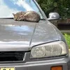 mura_yaponovod