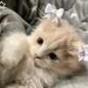 dianpisesha733