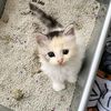 rubythecoconut