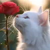 tomamice83