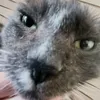 squirhell