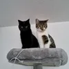 helloitsmelikead