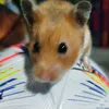 chomixer_