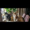 charlottedejong32