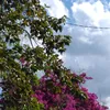 laurimarfeitosa