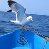 yassinejijel595