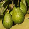imanavocadotree