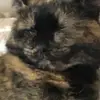 pkircam