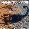 123mamaescorpiona_