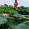 minhlantik