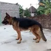 dyxd155ncbkd