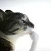 yurxdum
