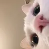 tuikicuc2916