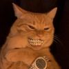 catti1123