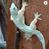 lizard29120246