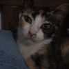 meowutilnininini
