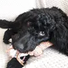 coalcockapoo