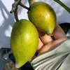 huuphamnb