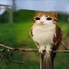 damia44n_0
