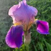 writingflower