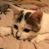 vixud0
