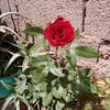 fati0615110098123