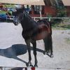 hectornegron162