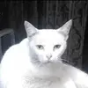 oscarrecinos289