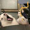 adumbhusky
