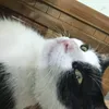 hoangdamjqk