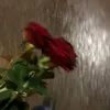 in_love82