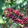 robanmecoffee
