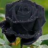 mawar_hitam733