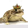 kingtoad6