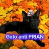 El gato anti PRIAN ASR