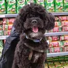 milo_theshihpoons