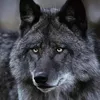 black_wolff