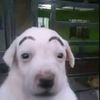 negritoolool
