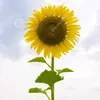 user8510731859092
