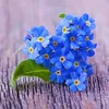 forget.me...not