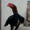 muhamadyusuf2737