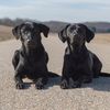 rd.theblacklabs