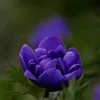 lilianagranese0