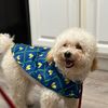 milothetoypoodle23