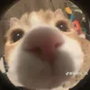 minhduc04099373
