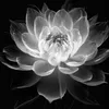 ca_phao_q7