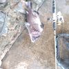 lcfisho.com