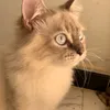 بندق🤎