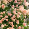 nawal4764