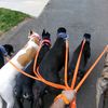 nitrousdog